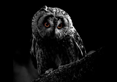 Owl-O-Ween at Hawk Conservancy Trust