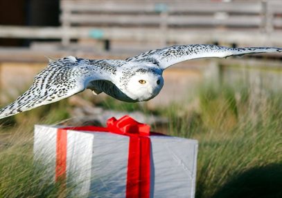 Owls By Moonlight at The Hawk Conservancy Trust