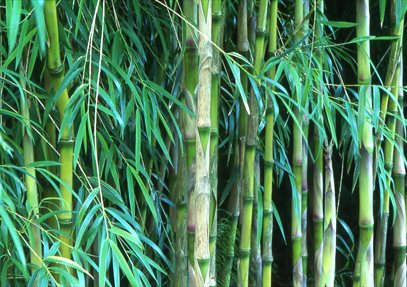 Bamboo Delight Dinner at Sir Harold Hillier Gardens