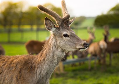 Deer at Sky Park Farm