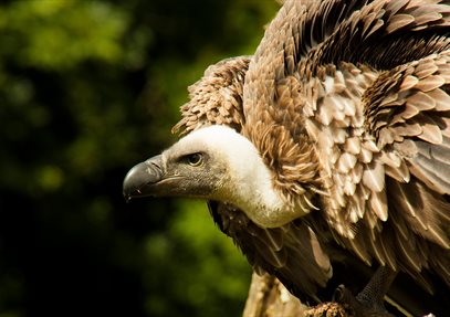 International Vulture Awareness Day at The Hawk Conservancy Trust