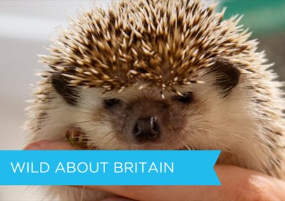 Photograph of hedgehog held in the the palm of someone's hands.