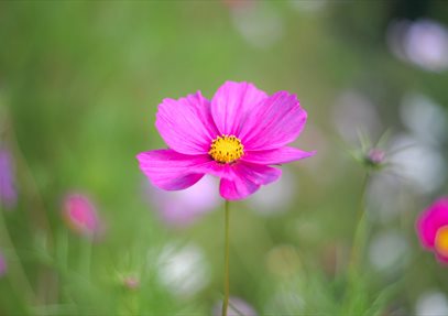 Wild! Festival of flowers and nature at Winchester Cathedral