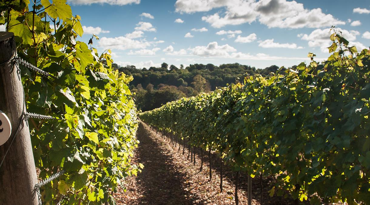 Hambledon Vineyard in the South Downs National Park