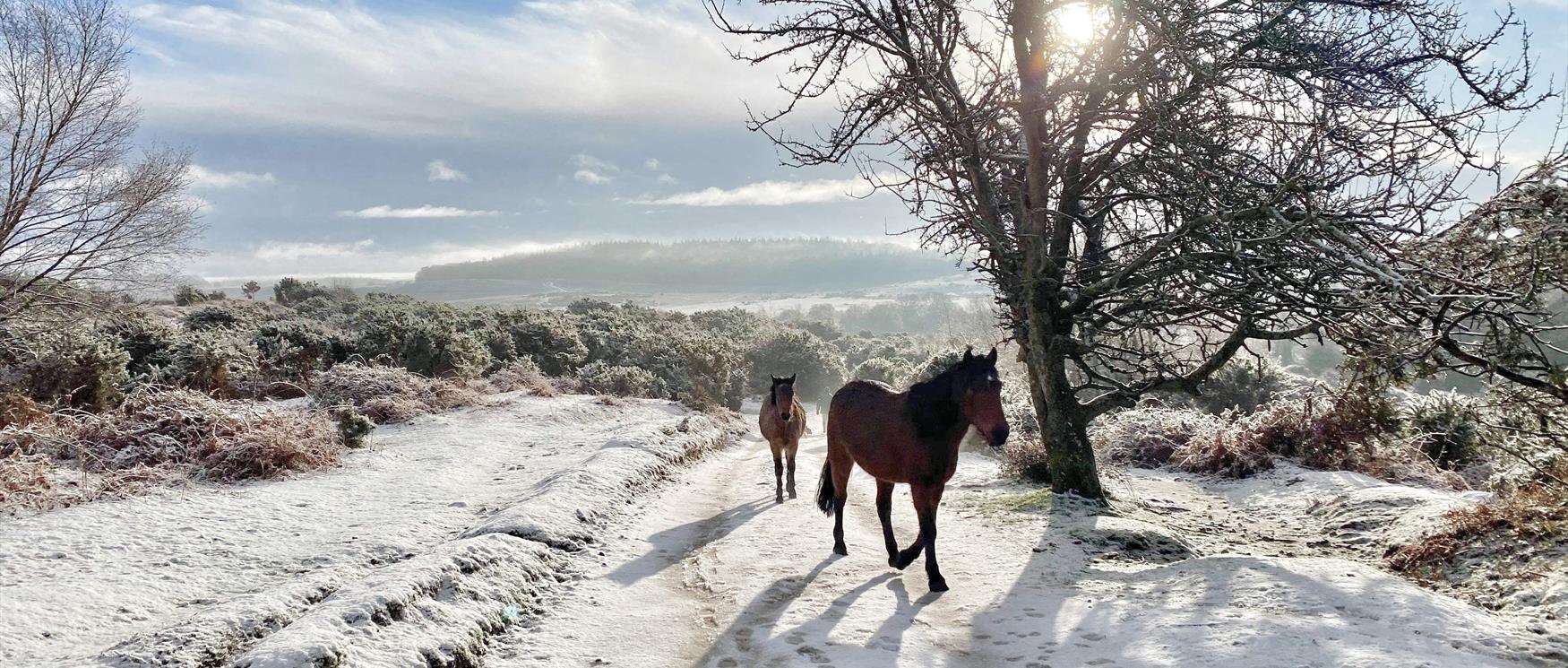 Christmas Walks in Hampshire