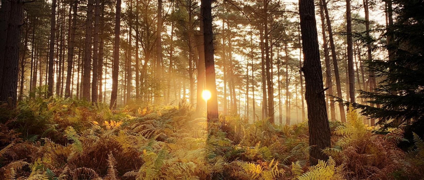 Autumn Adventures in Hampshire