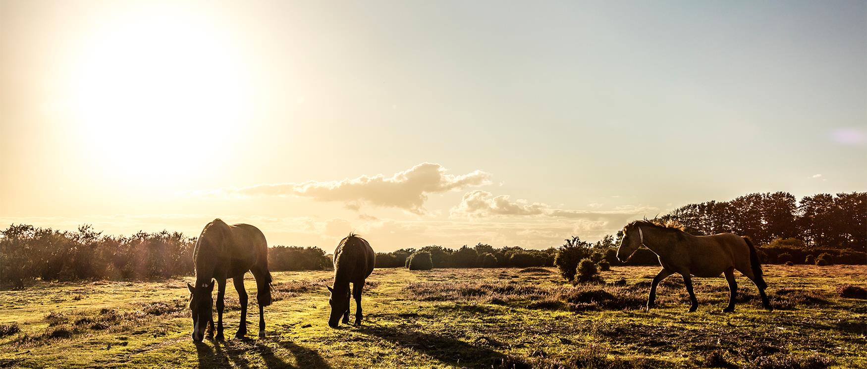 New Forest National Park