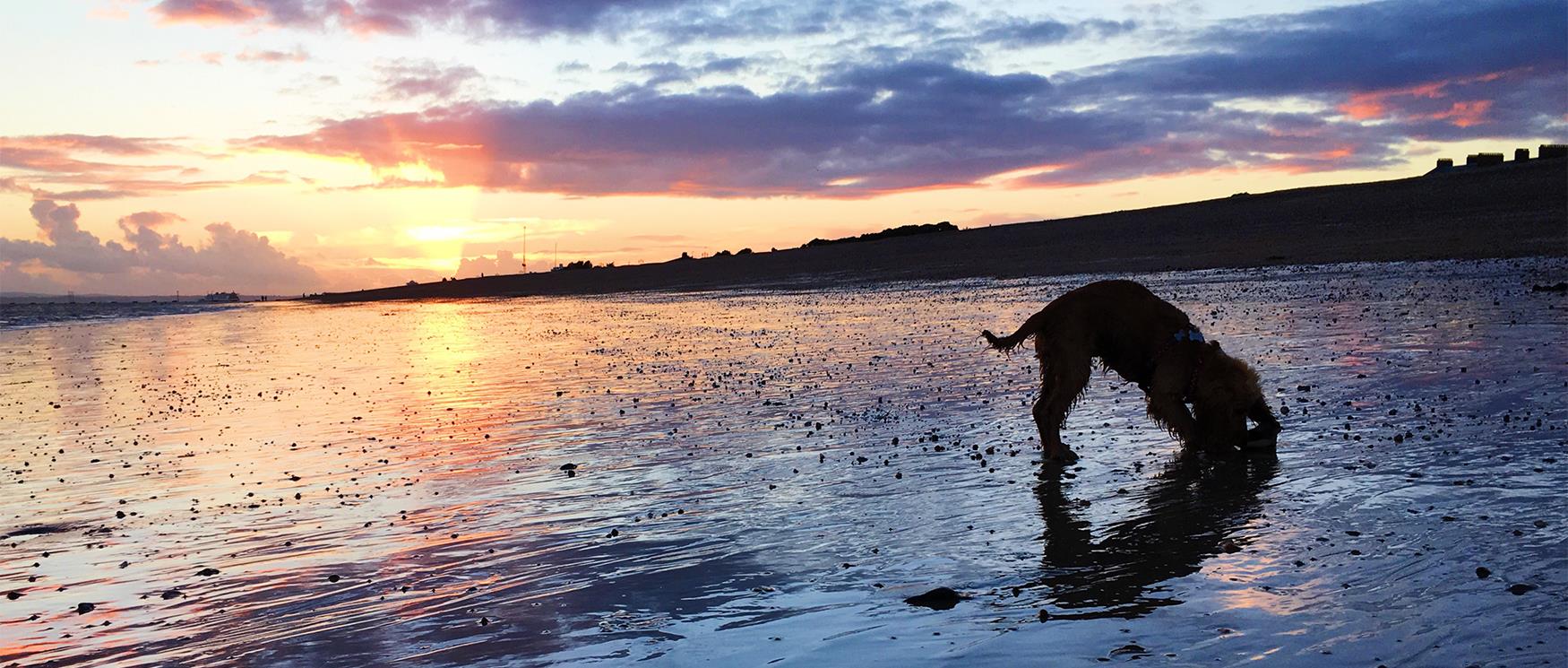 Dog on Southsea Beach in the Sunset