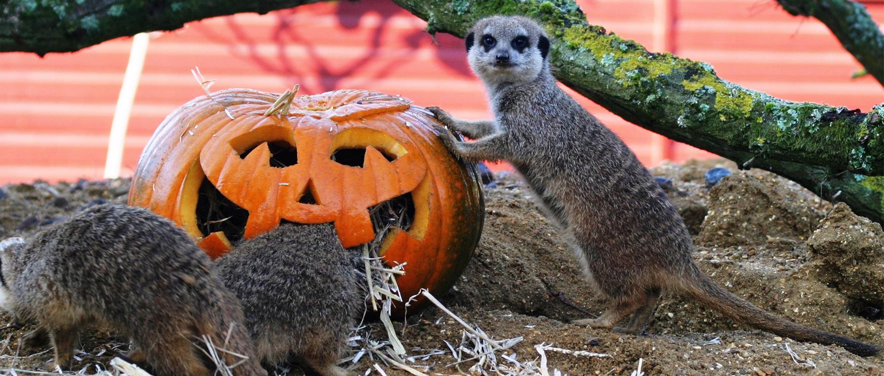 Pumpkin and Meerkat at Marwell Zoo