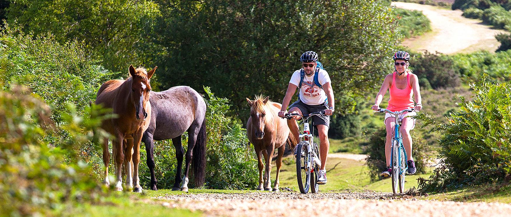 Cycling in The New Forest
