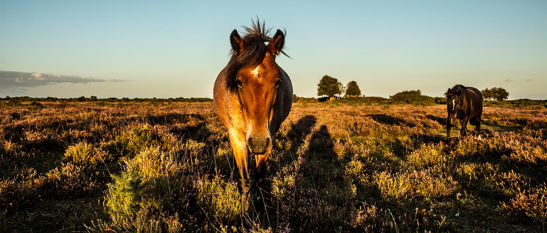 New Forest Theme Parks - Visit the New Forest