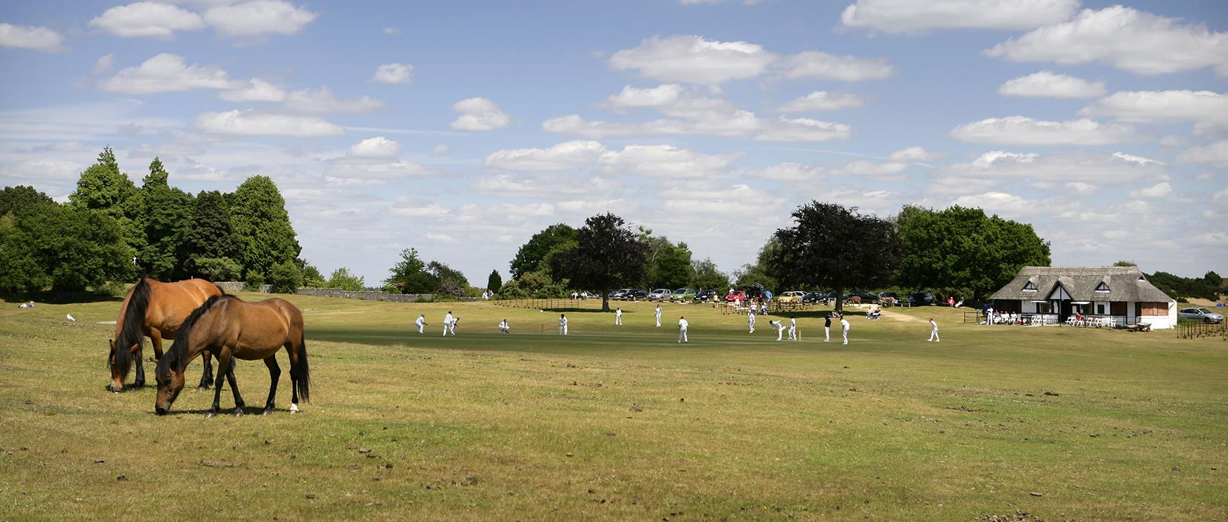 Cricket in the New Forest