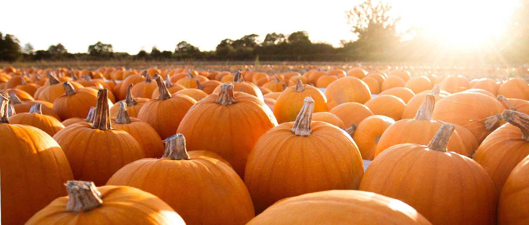 The best places to go Pumpkin Picking in Hampshire 2023