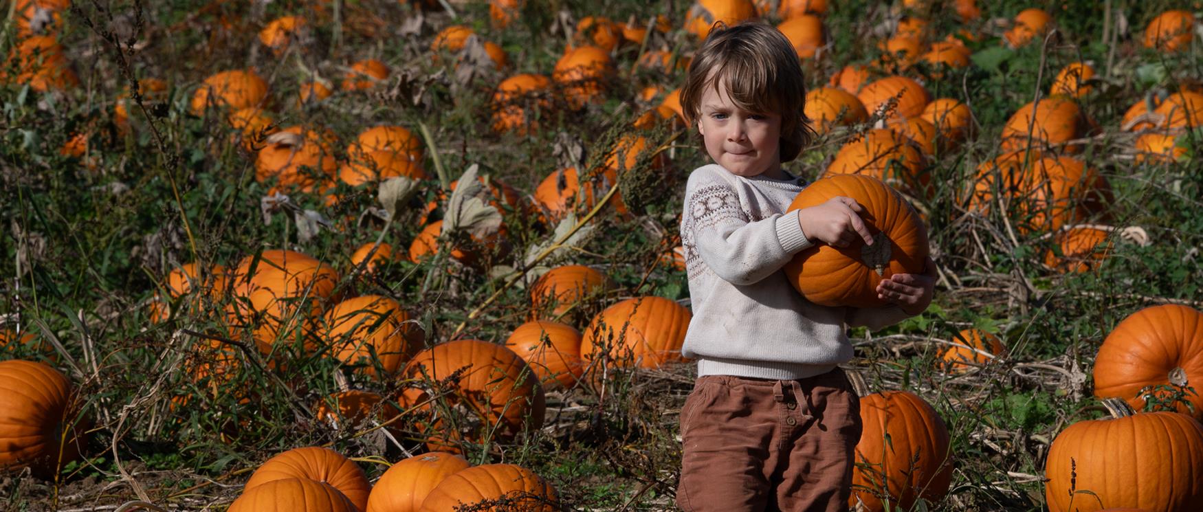 The best places to go Pumpkin Picking in Hampshire 2025