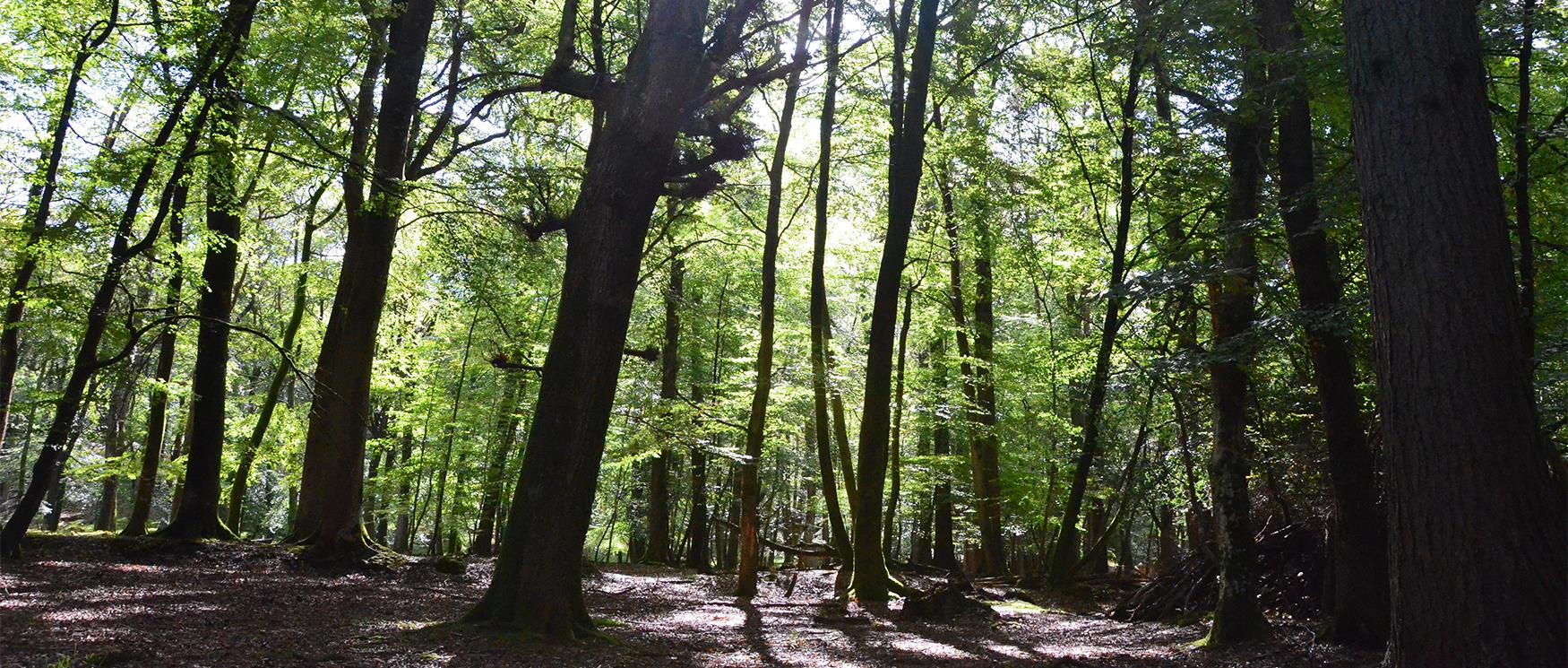 New Forest National Park