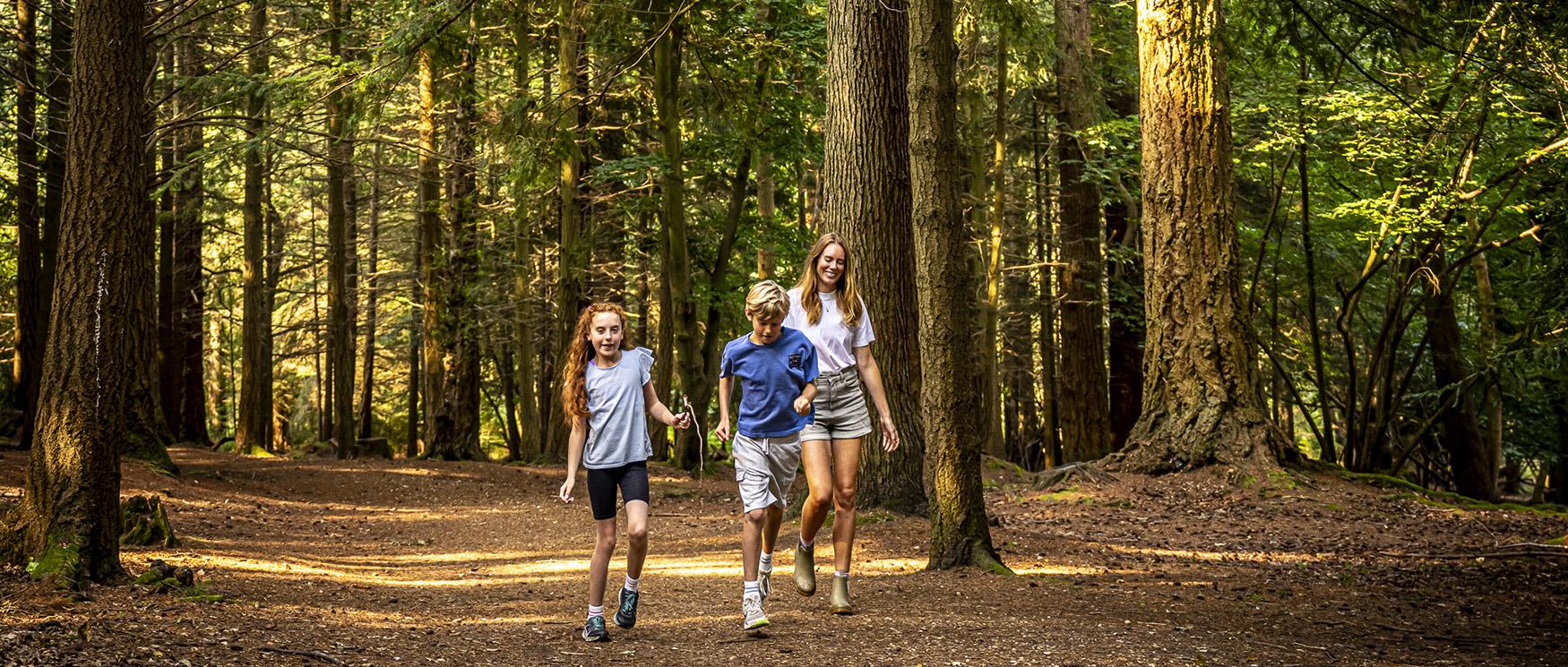 Walking in The New Forest