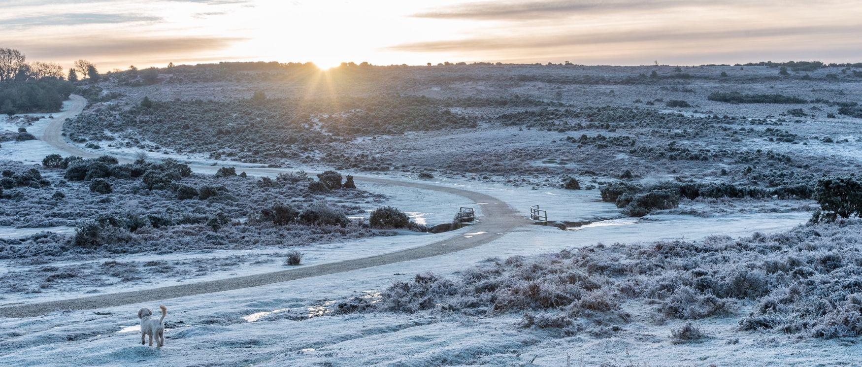 50 Things to to this Winter - winter in the New Forest
