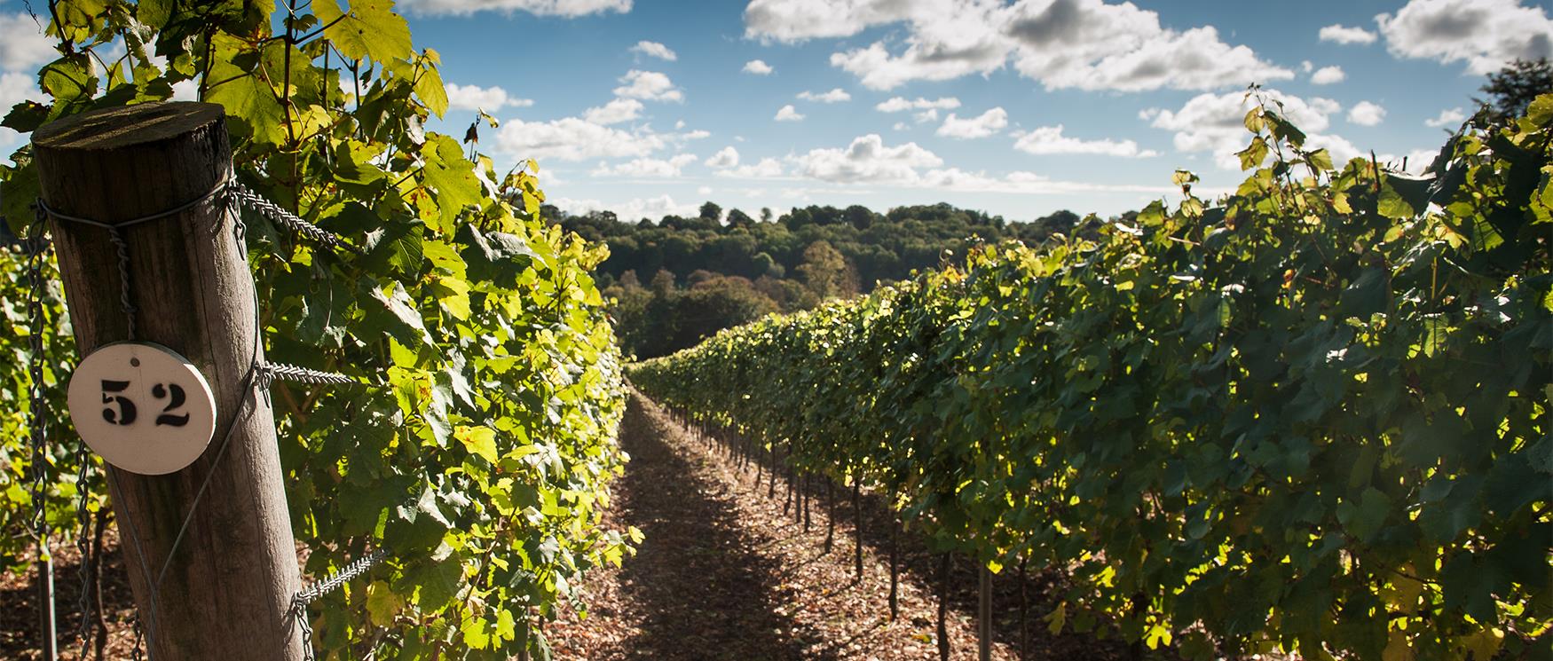 Hambledon Vineyard in the South Downs National Park