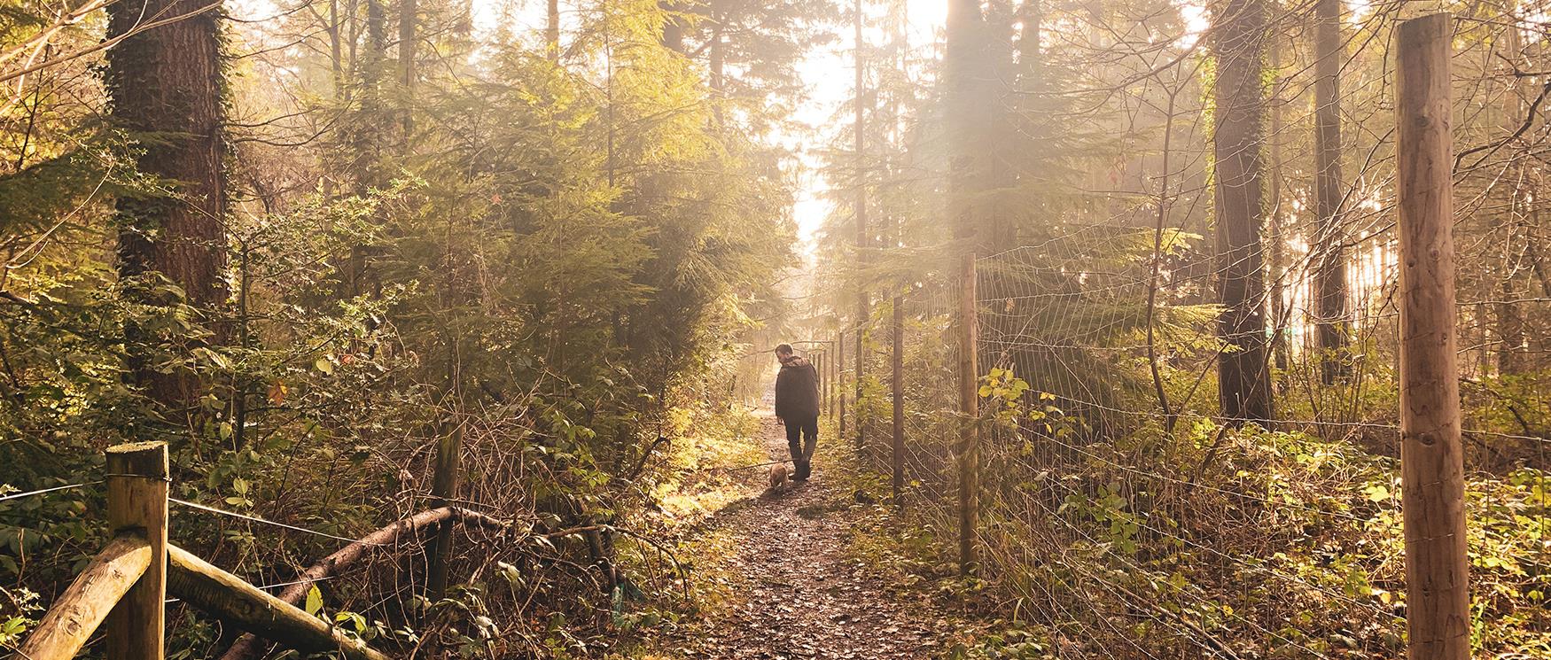 Winter Walks in Hampshire