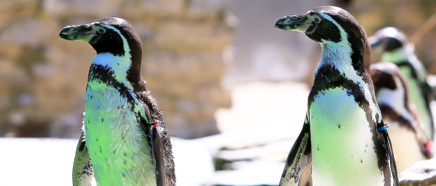 Two black and white penguins at Marwell Zoo in Hampshire