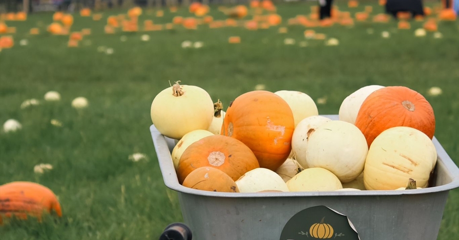 Droxford Pumpkin Patch, from Visit Hampshire