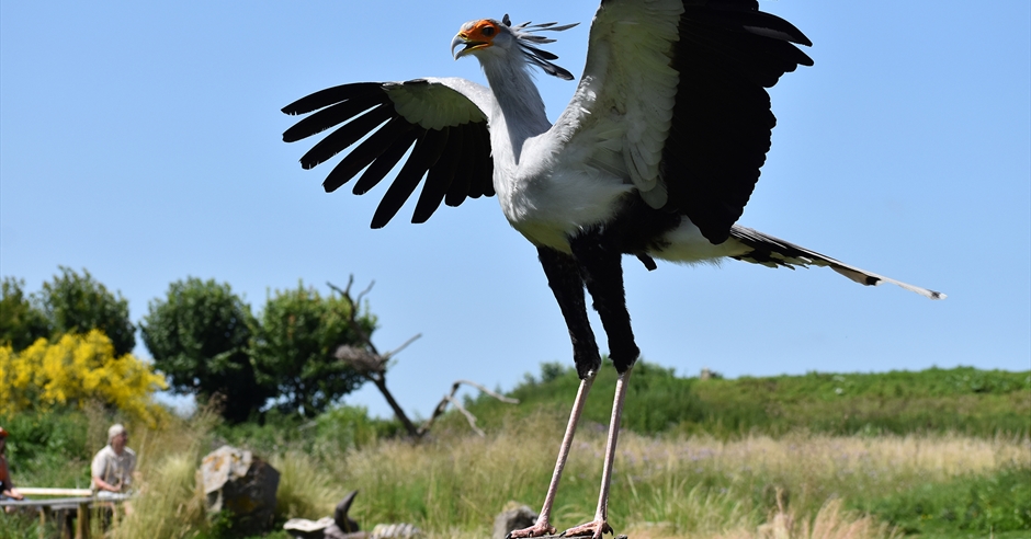 Hawk Conservancy Trust - Visit Hampshire