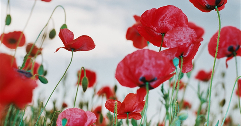 Women War Artists of World War One at Lymington Library - Visit Hampshire