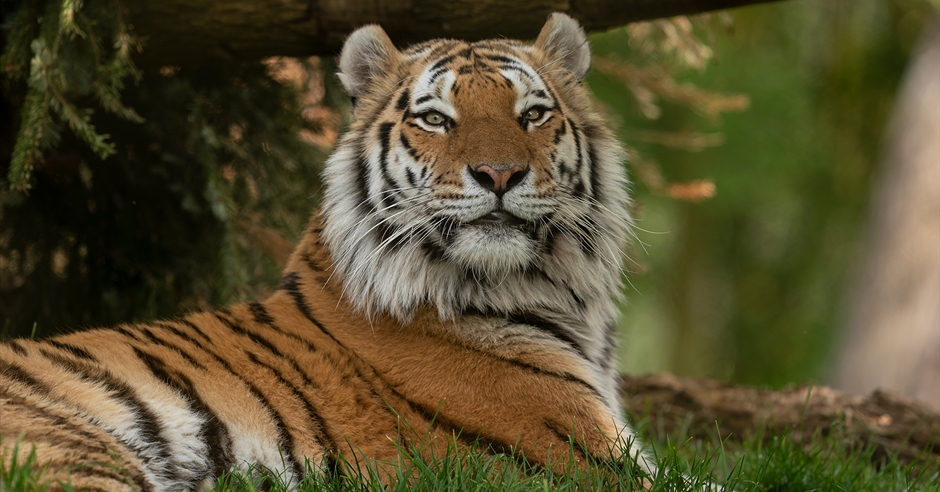 Marwell Zoo - Visit Hampshire