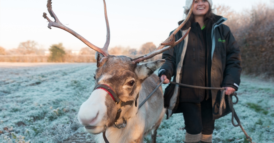 reindeers at garsons of titchfield visit hampshire