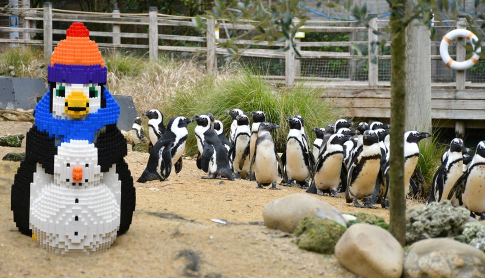 Squid and Friends: Penguin Brick Hunt at Birdworld