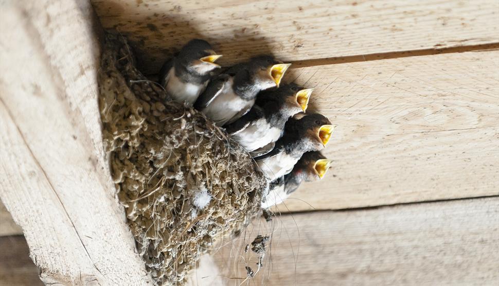 Love Birds: Make a Bird Nesting String at Gilbert White's House