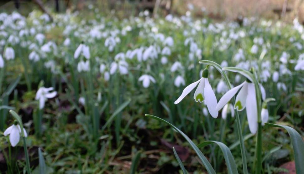 Snowdrop Weekend at Gilbert White's House