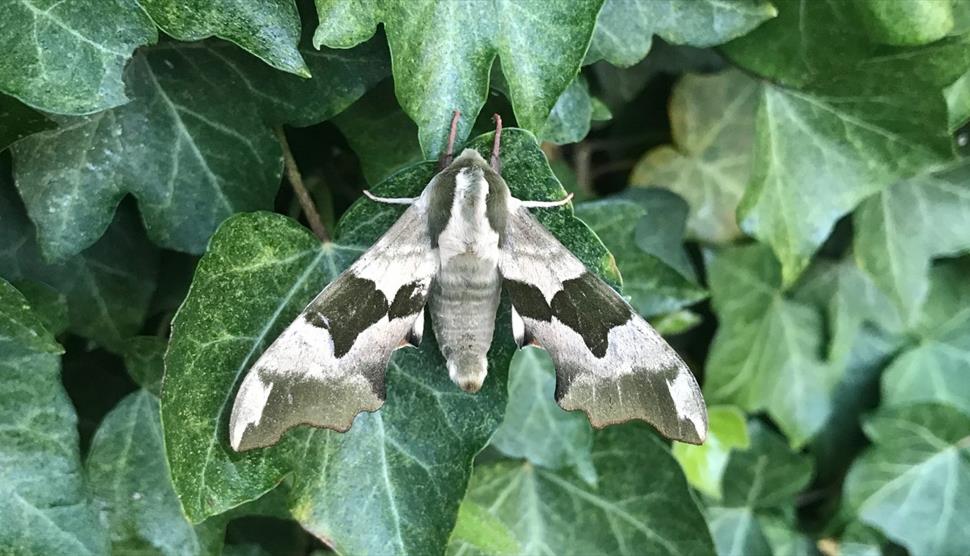 Moth Nights at Gilbert White's House