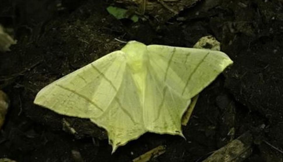 Moth Night at Gilbert White's House & Gardens