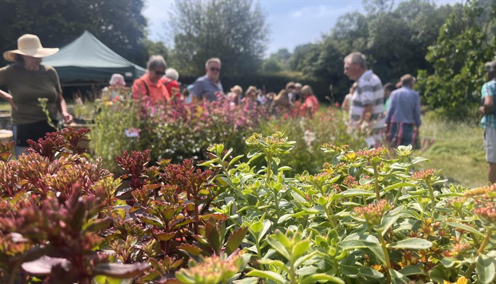Unusual Plants Fair at Gilbert White's House and Gardens