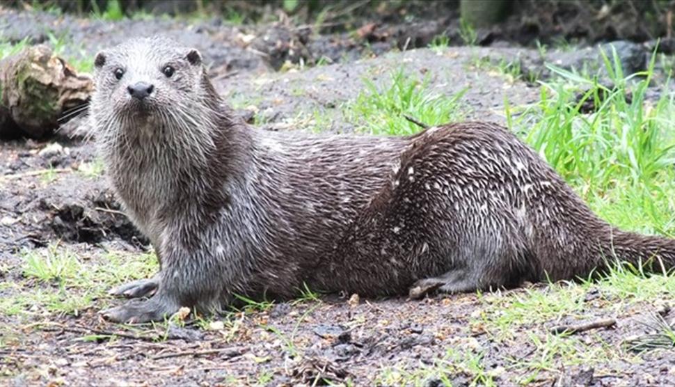 Love your Wildlife Park at New Forest Wildlife Park