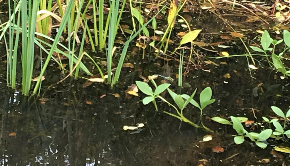 Pond Art Trail at Gilbert White's House