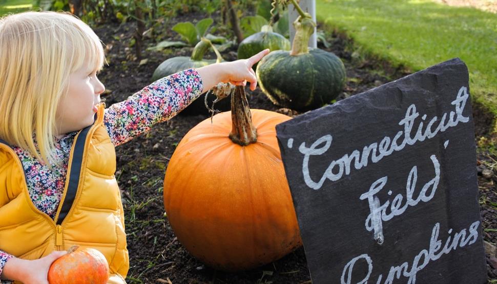 Pumpkin Trail