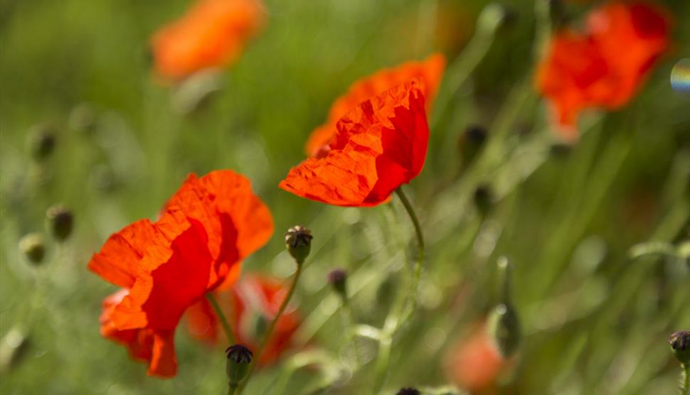 Remembrance Service at Sandham Memorial Chapel