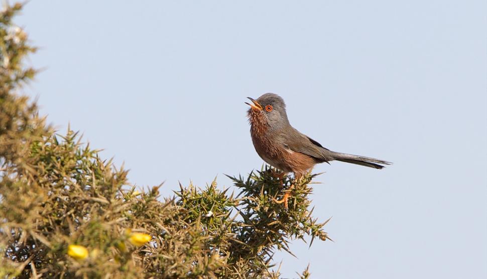 Spring bird walk at Foxbury