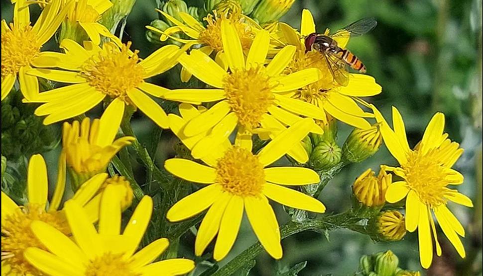 Family Garden Explorer's Club: Natural Crafts at Sir Harold Hillier Gardens