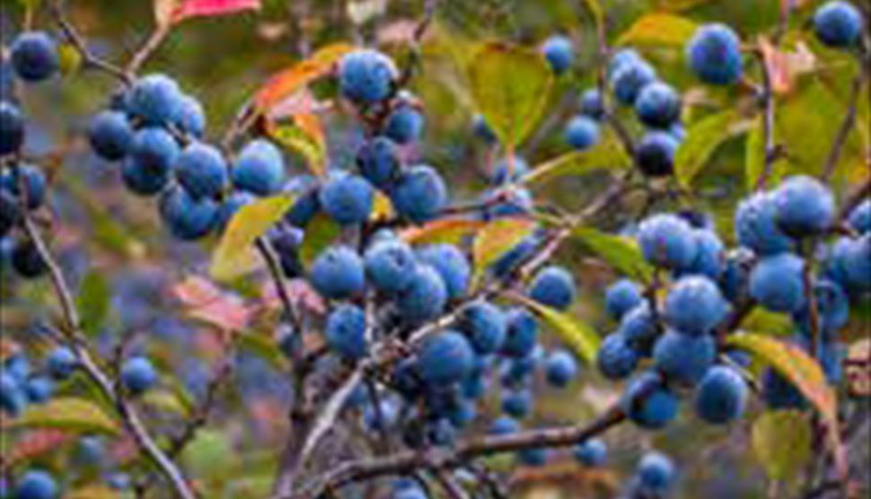 Autumn Foraging Walk at Sir Harold Hillier Gardens