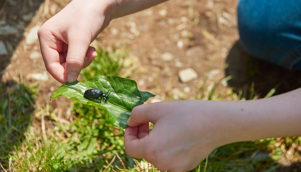 February Half Term Trail: Insect Investigators at Winchester City Mill
