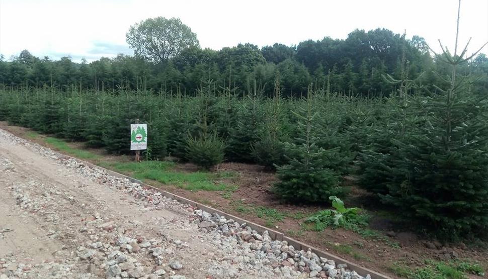 Rother Barn Tree Farm Family Fun Day