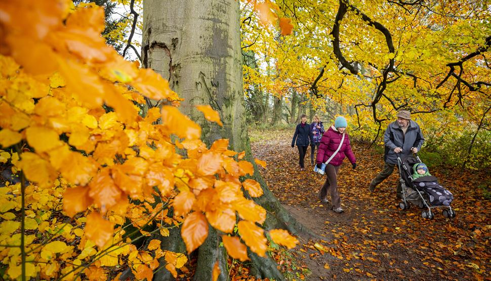Autumn colour trail at The Vyne