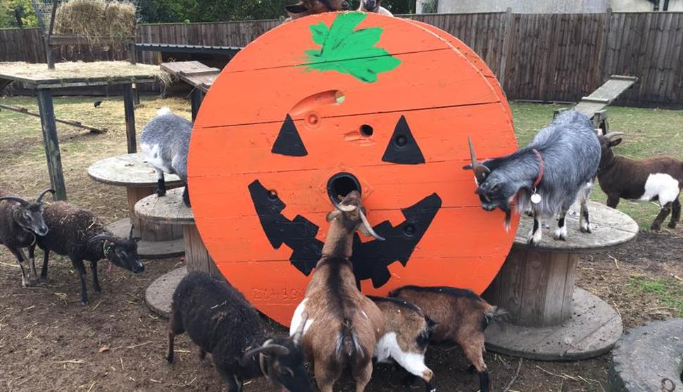 Halloween Half Term at Finkley Down Farm