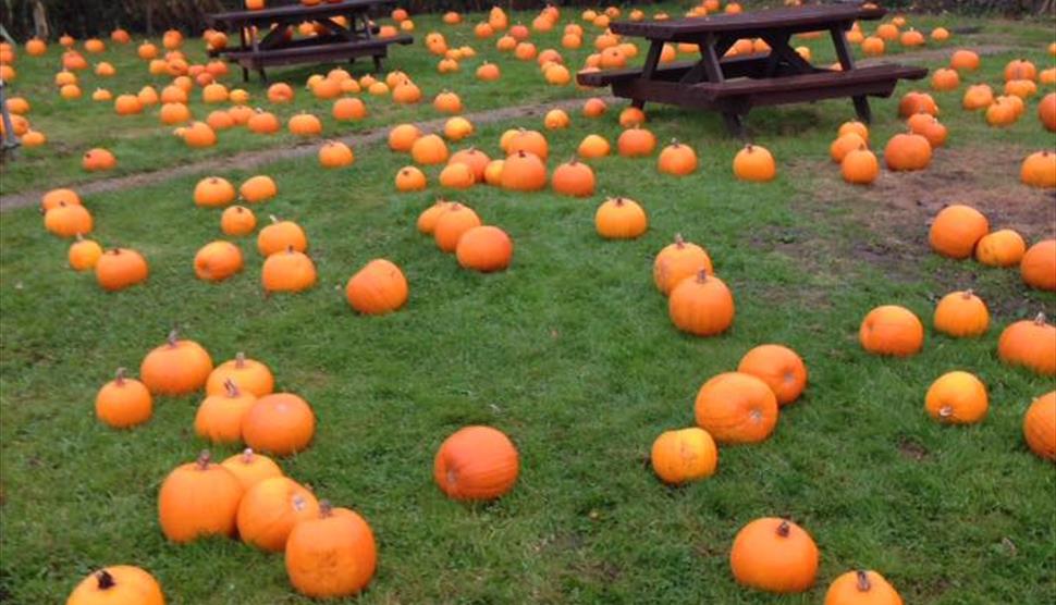 Sunnyfields Farm Shop - Visit Hampshire