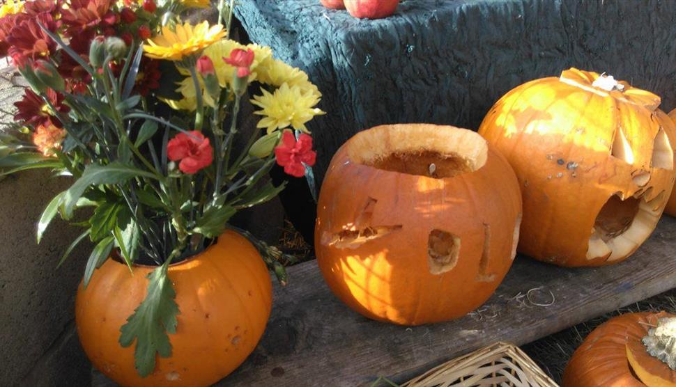 Half Term Farm Open Days at Miller's Ark Animals