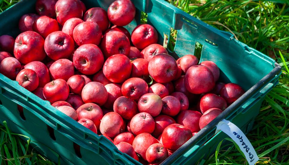 Apples in crate