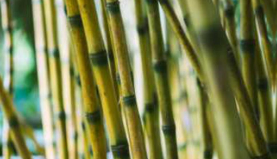 Bamboos in Your Garden at Sir Harold Hillier Gardens